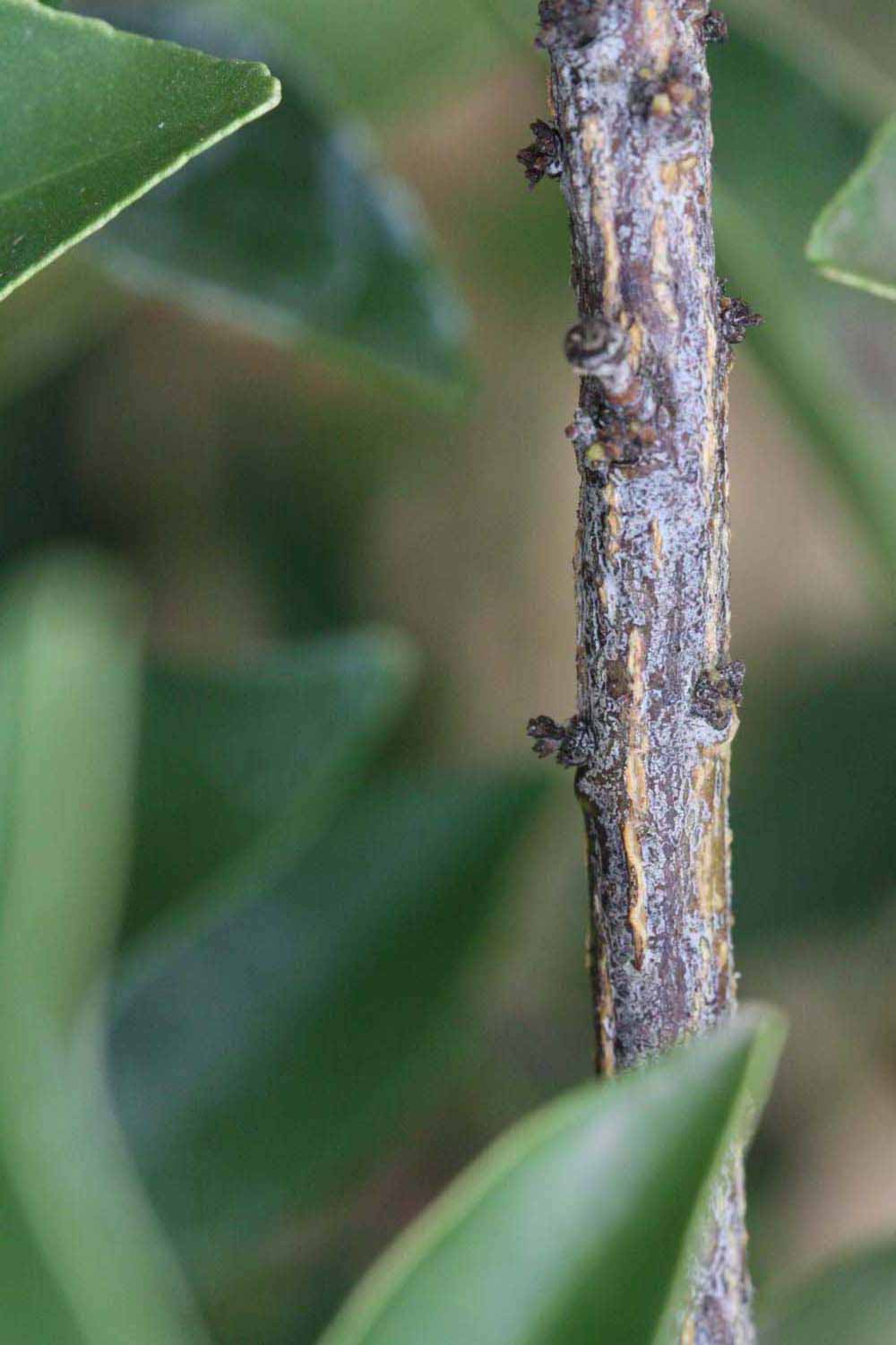              Second - third year twig (Riverside, CA)       